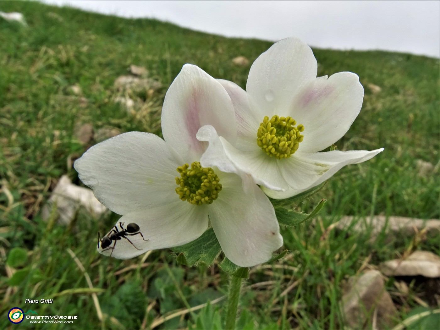 63 Anemonastrum narcissiflorum (Anemone narcissino) con ospite.JPG